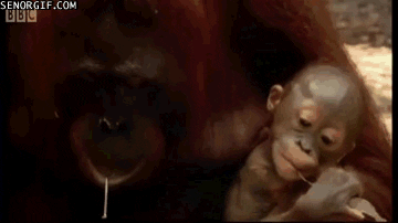 hammer wtf GIF by Cheezburger