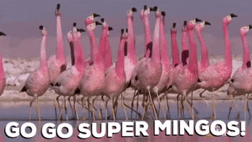 ForwardMadisonFC flamingos forward madison mingos go go super mingos GIF