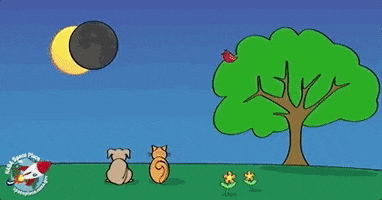 Solar Eclipse GIF by NASA