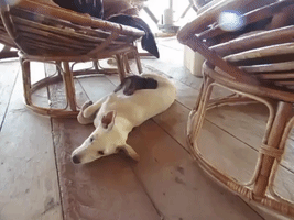 Orphaned Baby Monkey Plays With Dog Pal in Cambodia