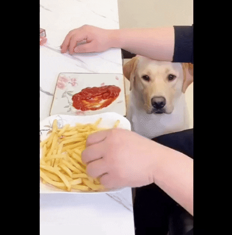 moethantkyaw giphyupload GIF