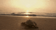 loggerhead turtle beach GIF by Head Like an Orange