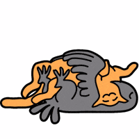Cat Crow GIF