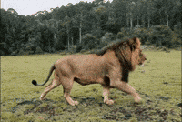 Ersinyekin GIF