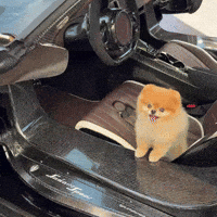 Pomeranian Happy Dog GIF