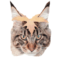 cat hat Sticker