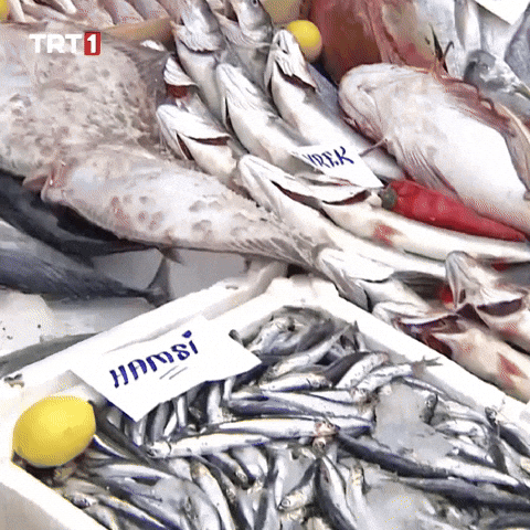 Fish Eat GIF by TRT