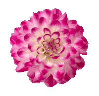 Valentines Day Love Sticker by Studio Ultradeluxe