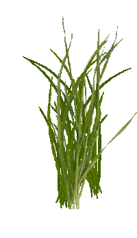 grass STICKER