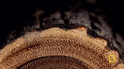 one strange rock GIF by National Geographic Channel