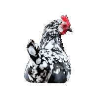 Chicken Sticker