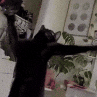 Cats GIF by Respective