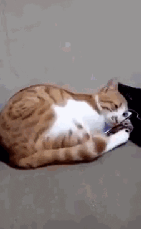 balabala1234 giphyupload GIF