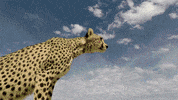 Tanzania Yzexperts GIF by Yellow Zebra Safaris