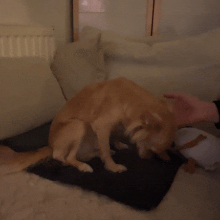 Cute Girl Dog GIF