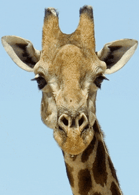 style giraffe GIF