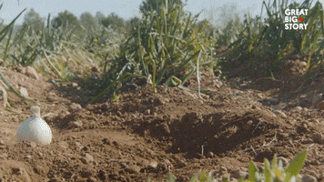 Agriculture Farming GIF by Great Big Story