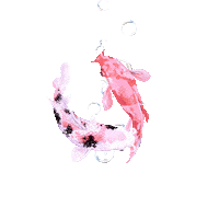 Aquarium Koi Sticker by Brasserie de Haven