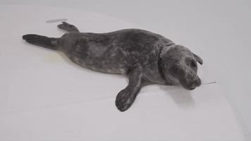 Injured Grey Seal Pup Rescued by National Aquarium in Maryland