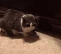 cute cats GIF