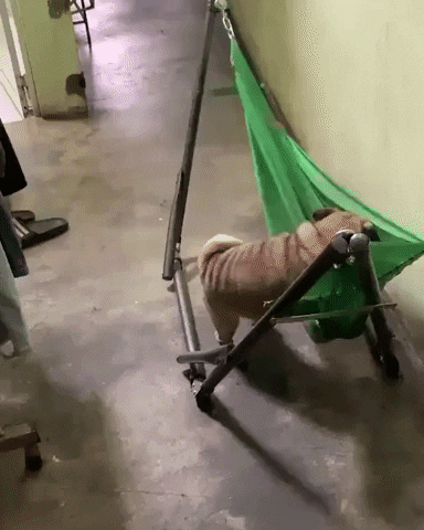 Tired Dog GIF by JustViral.Net