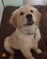 Cuteness-overload GIFs - Get the best GIF on GIPHY