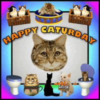 Black Cat Saturday GIF