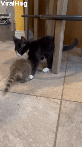 Orphaned Kitten and Raccoon are Inseparable