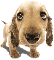 dogs STICKER