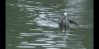 Water Swimming GIF by DIIMSA Stock