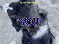 christienbakkker dog like puppy amazing GIF