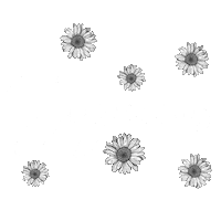 Siguenos Sticker by Zaico