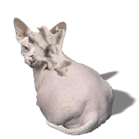 Cat Spank GIF