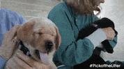 Tired Dog GIF by IFC FIlms