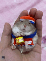 Pampered Palm-Sized Hamster Models Series of Adorable Outfits