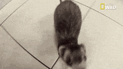 Nat Geo Wild Pets GIF by Dr. K's Exotic Animal ER