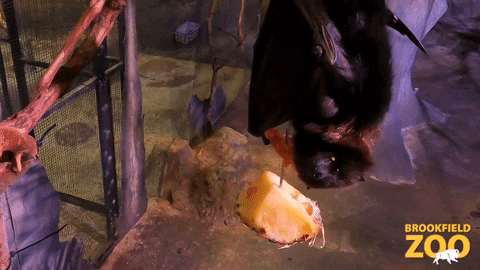 Fruit Eating GIF by Brookfield Zoo