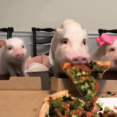 Pizza Pig GIF by Storyful