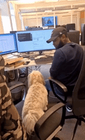 Adorable Office Dog Delights Colleagues