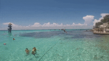 zip line garrafonpark GIF by Dolphin Discovery