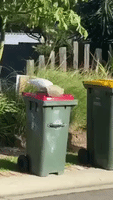 Clever Cockatoo Removes Rock from Garbage Bin in Search of Snack