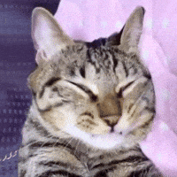 KIRARIwithYANMARS cat adorable sleepy good night GIF