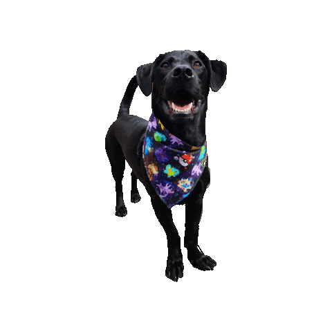 Pokemon Dog Sticker by Geekster Pets