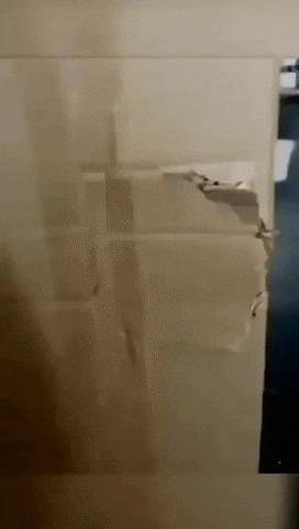 paolog67 giphyupload cat box door GIF