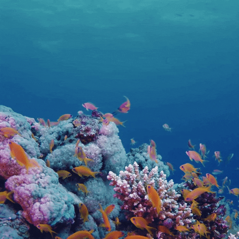 Coral Reef Ocean GIF by ATLAST