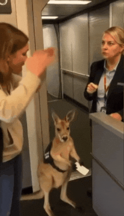 Flight Wtf GIF by Respective