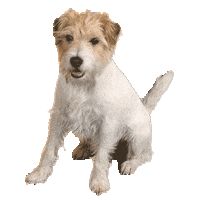 Dog Sitting Sticker by whylder