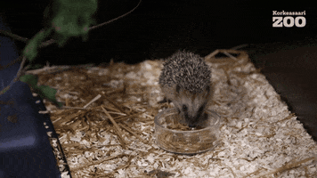 Hedgehog Eating GIF by Korkeasaari Zoo