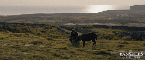 Colin Farrell Donkey GIF by Searchlight Pictures