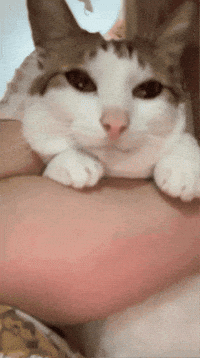 Bao Bao GIF